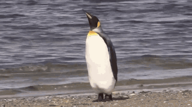 a penguin standing on a beach near the water and walking away awkwardly while looking forward